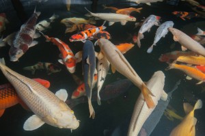 Different colorful koi fishes swimming in aquarium