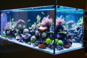 Aquarium in livingroom